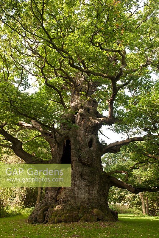 Quercus robur - Majesty Fredville Oak, Nonington, Kent England. English oldest largest tree , September 
