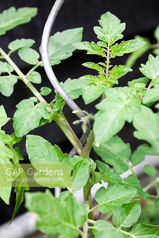 Detail of young tomato plant curling around spiral support