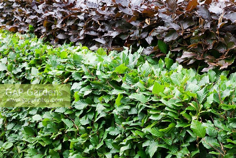 Fagus sylvatica and Fagus sylvatica 'Atropurpurea Group' grown as a tiered hedge 