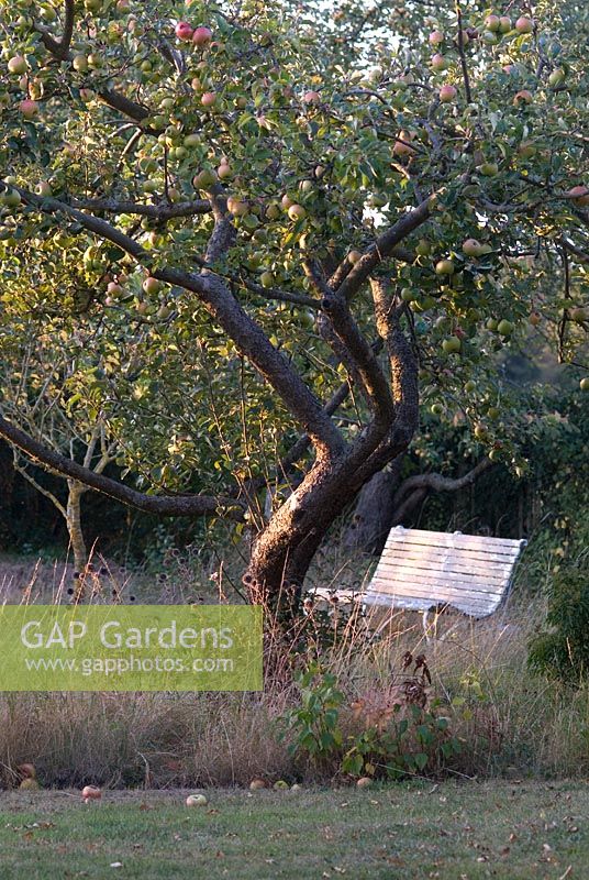 Malus domestica 'Bramley Seedling' - Old cooking apple tree in evening light with Echinops in the long grass and painted wooden bench. Late September