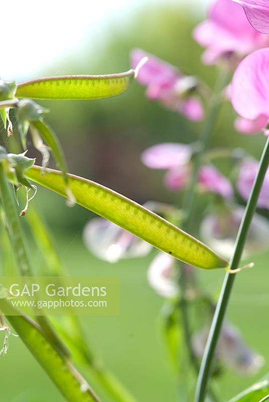 Lathyrus  - Seed pods of an Everlasting perennial Sweet Pea in June