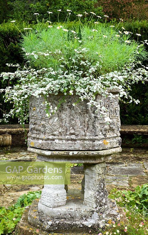 Old stone christening font planted with Helicrysum Major and Argranthemum 'Chelsea Girl'