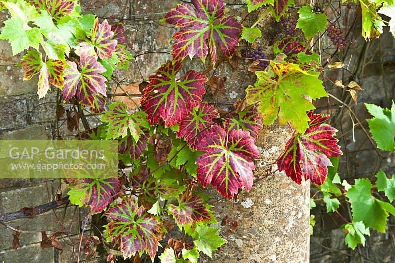 An attractive mix of multi-coloured Vitis coignetiae and grape-vines climbing a stone pillar.  