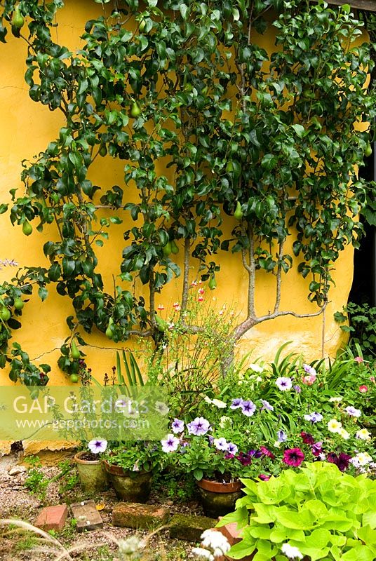 Espaliered Pyrus - Pear tree against straw bale building in nursery area surrounded by pots of colourful annuals and perennials - Holbrook Garden,Tiverton, Devon, UK