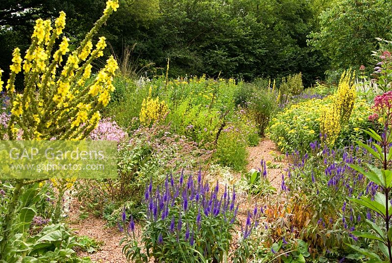 The Stone garden is naturalistic area to the south of the house where perennials are encouraged to self seed into a thick mulch of stones and pebbles. Included here are Inula hookeri, Veronica spicata, Eryngiums, Verbascums and Verbena bonariensis - Holbrook Garden, Tiverton, Devon, UK