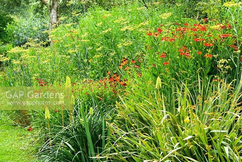 Kniphofia 'Shining Sceptre' amongst some of the garden's Helenium National Collection and Crocosmia 'Gerbe d'Or' - Holbrook Garden, Tiverton, Devon, UK