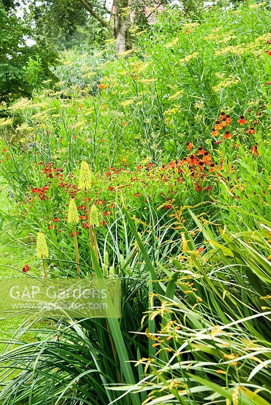 Kniphofia 'Shining Sceptre' amongst some of the garden's Helenium National Collection, Foeniculum - Fennel and Crocosmia 'Gerbe d'Or' - Holbrook Garden, Tiverton, Devon, UK
