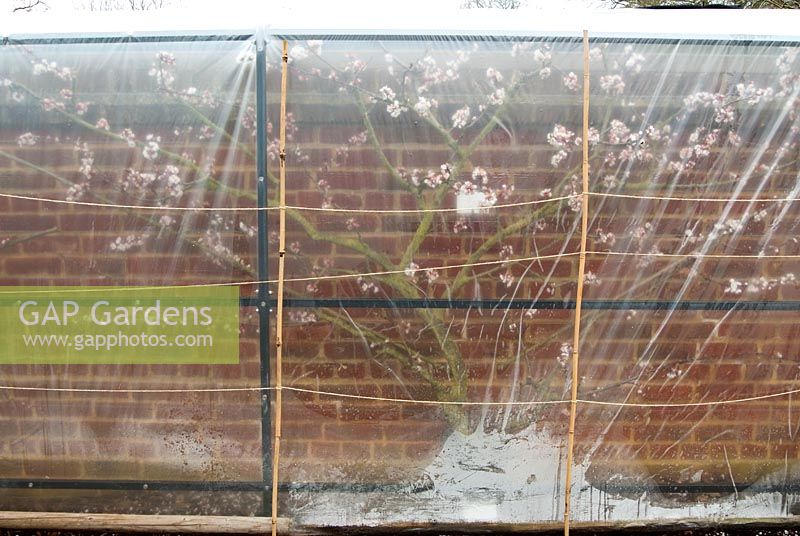 Apricot Delicot Flavorcot flowering behind plastic sheeting for frost protection. 