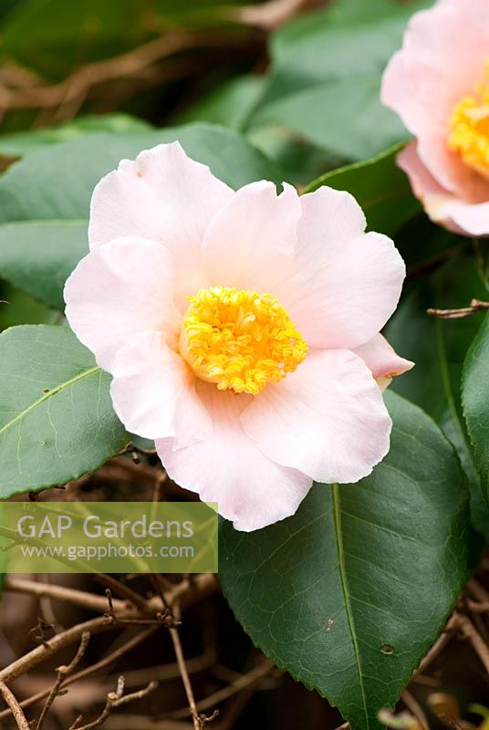 Camellia japonica 'Spencer's Pink'