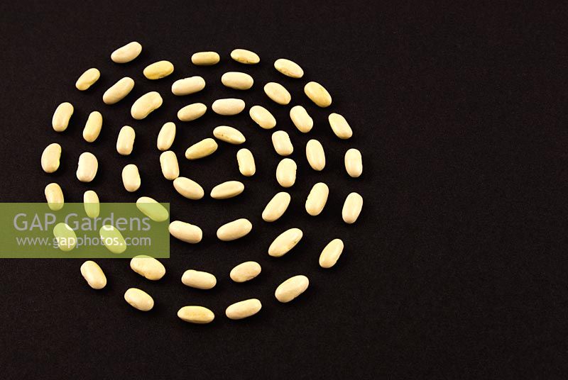 Seeds of climbing French Bean 'Blue Lake' laid out in a spiral pattern on black paper.
