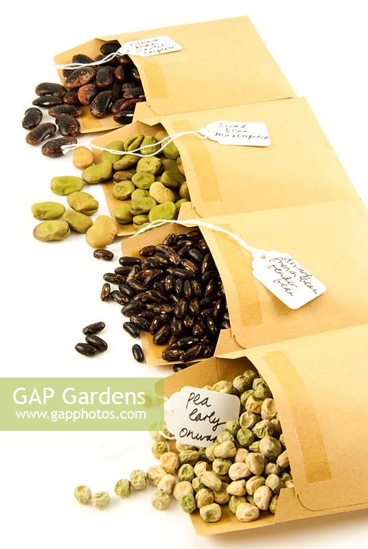 Brown paper envelopes with pea and bean seeds tumbling out, each with a handwritten label to show the variety