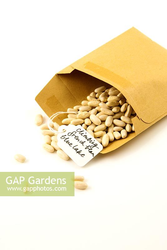Climbing French bean 'Blue Lake' seeds falling out of a brown envelope with handwritten label.