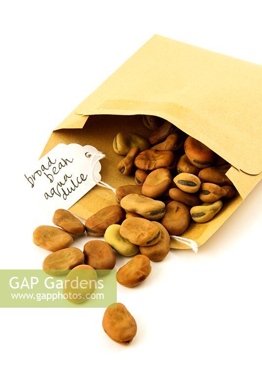 Seeds of Broad bean 'Aqua dulce' falling out of a brown paper envelope with handwritten label