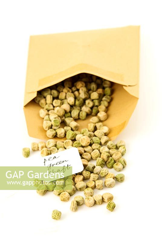 Seeds of Pea 'Green Shaft' falling out of a brown paper envelope with handwritten label.