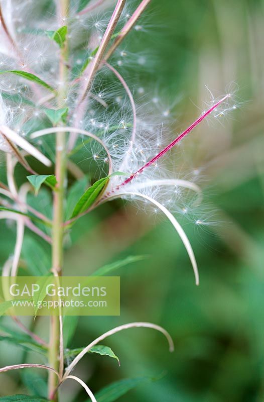 Epilobium angustifolium seeds - Rosebay Willow Herb