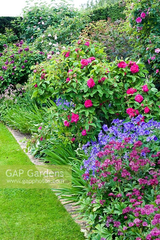 June border with roses - plants inc Rosa 'Rose du Roi', Geranium 'Johnsons Blue', Astrantia 'Hadspen Blood'
