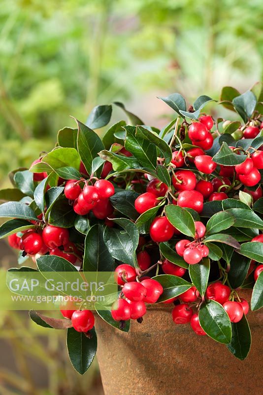 Gaultheria procumbens - easter teaberry in terracotta pot 