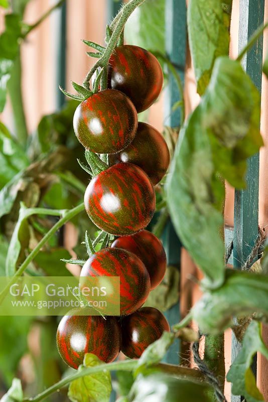 grafted Tomato Sensual Love 