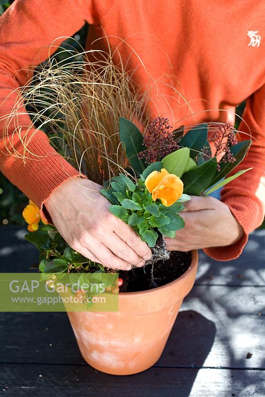 Planting Autumn Container with Carex