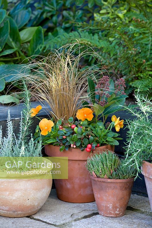 Autumn container with Carex - Ornamental grass, Skimmia, Gaultheria and Viola - Pansies