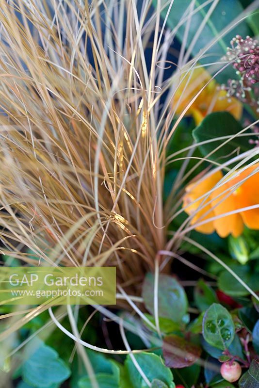 Autumn container with Carex - Ornamental grass, Skimmia, Gaultheria and Viola - Pansies