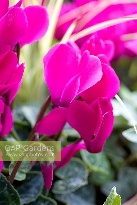 Hanging Basket with Cyclamen and Ornamental grass in autumn
