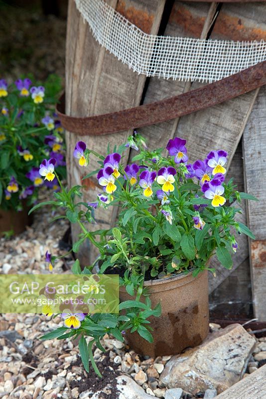 Viola tricolor - Heartsease in pot in gravel