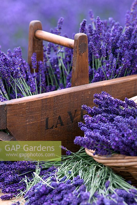 Cut Lavender in a wooden trug in a Lavender field. Somerset Lavender, England
