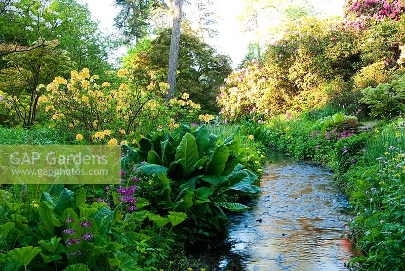 Yellow Primula prolifera, magenta Primula pulverulenta, Irises, Persicaria and other bog plants such as Lysichiton americanus, Darmera peltata and Hostas surround the stream with Acers, Rhodoendrons and scented Azaleas roundabout -  Minterne, Minterne Magna, Dorset, UK