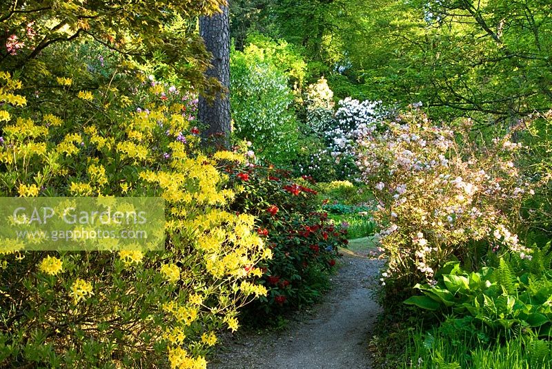Path runs between colourful Azaleas and below tall Pines - Minterne, Minterne Magna, Dorset, UK
