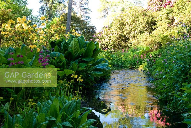 Yellow Primula prolifera, pink Primula pulverulenta, Irises, Persicaria and other bog plants such as Lysichiton americanus, Darmera peltata and Hostas surround the stream with Acers, Rhodoendrons and scented Azaleas roundabout - Minterne, Minterne Magna, Dorset, UK 

