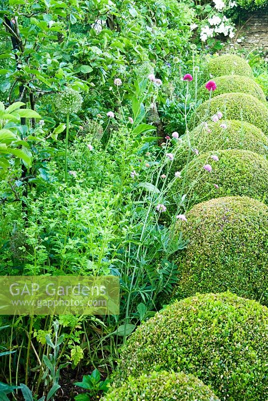 Lumpy spheres of clipped box softened with scabious 