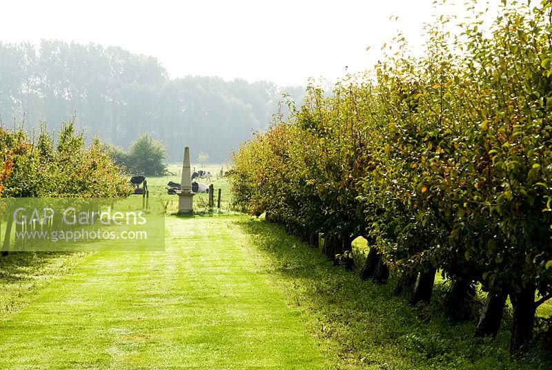 Avenue of fruit trees leading out to open farm land