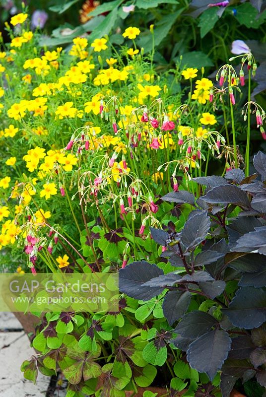 Perennials and annuals grown in pots are grouped on the terrace, including Oxalis tetraphylla 'Iron Cross' and dahlias