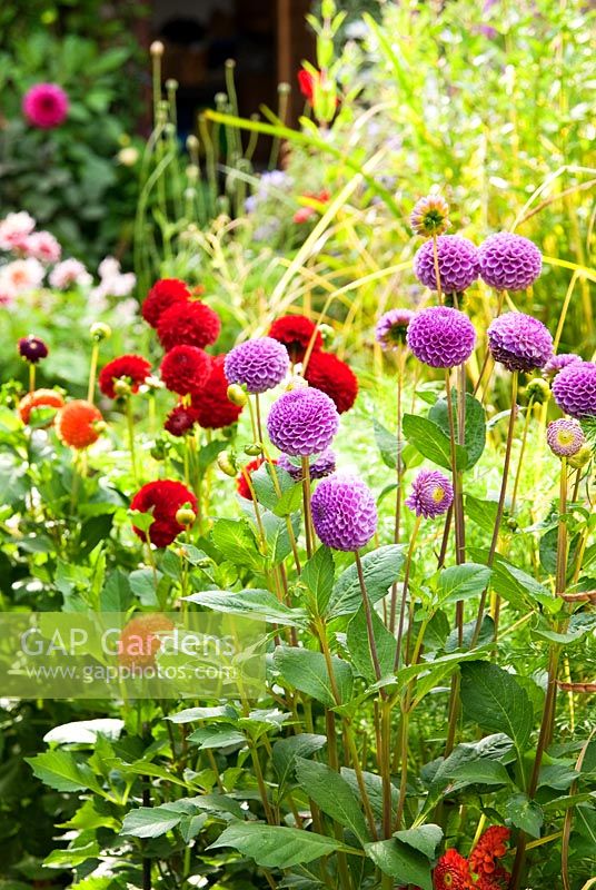 Pots of pompon dahlias beside a raised pond full of water lovers including purple loosestrife, Lychnis salicaria,and Bowles' Golden Sedge, Carex elata 'Aurea'