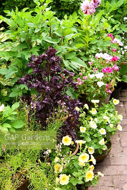 A group of tender perennials and annuals in pots including petunias, diacias and dark leaved perilla