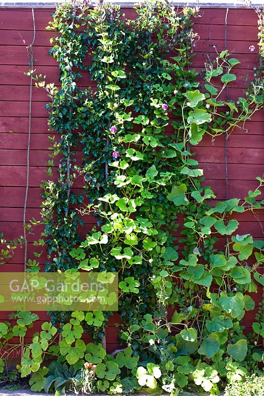 Lagenaria siceraria - Bottle gourd Lagenaria siceraria and squash climbing on wall 