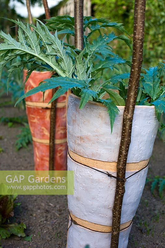vegetable garden - artichokes growing in ceramic containers 