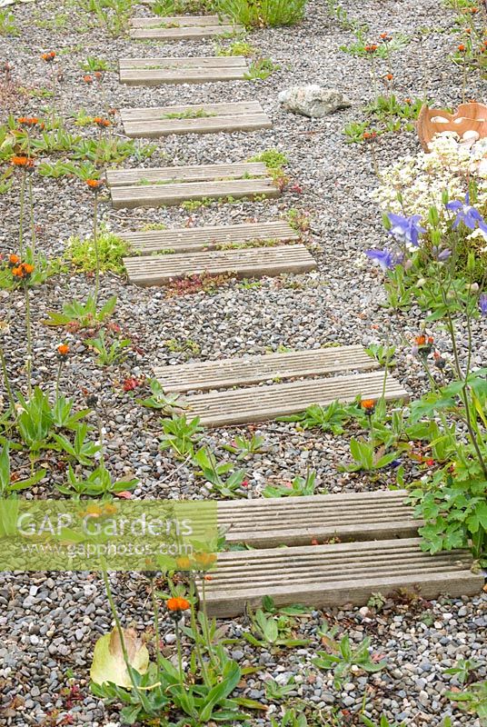 Decking slats used to make path across gravelled area with self seeded Hieracium aurantiacum - Fox-and-cubs 