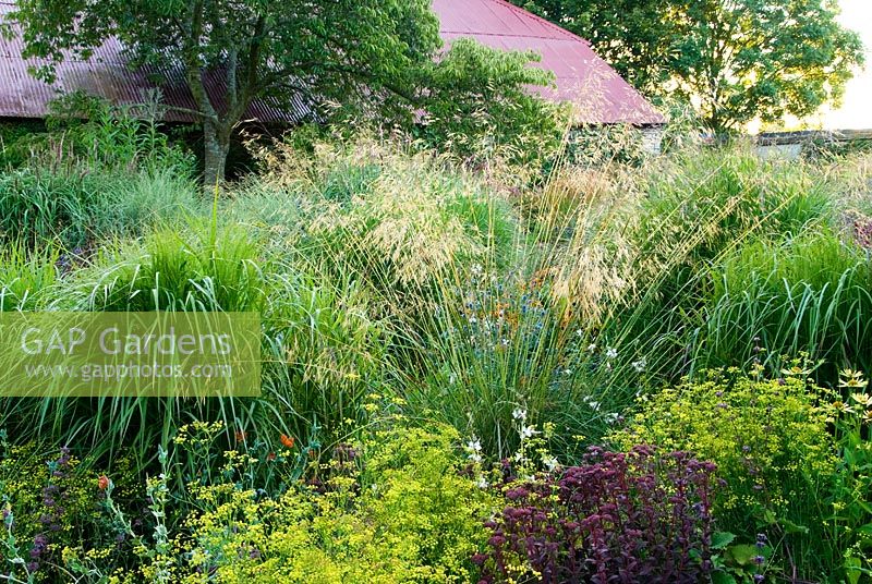 Summer border with a mix of grasses and perennials 