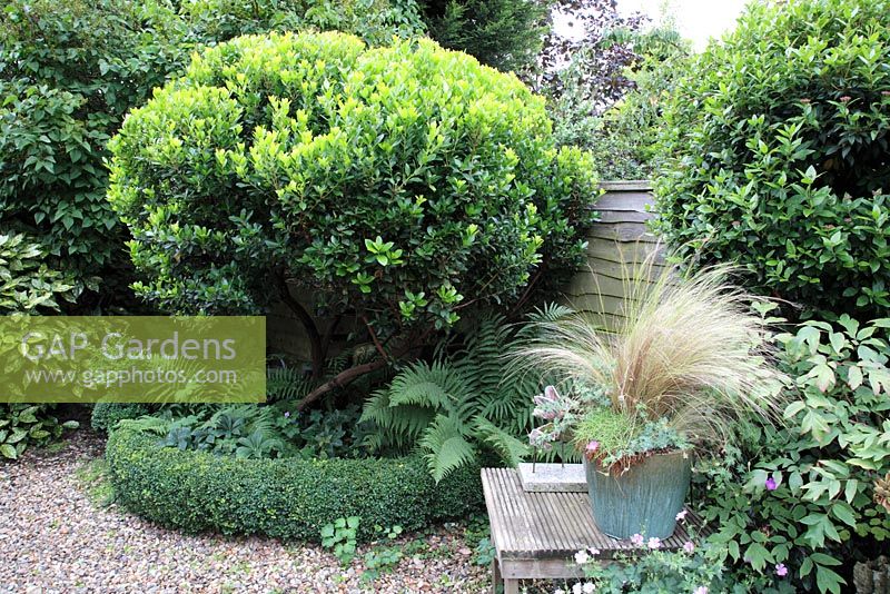 Arbutus unedo - Strawberry Tree underplanted with Fern and Hellebores in town garden with low curving Buxus - Box hedge, backed by Syringa - Lilac and Aucuba japonica. Seaside pot with Stipa tenuissima, Geranium and Euphorbia  in glazed container on wooden table, July 