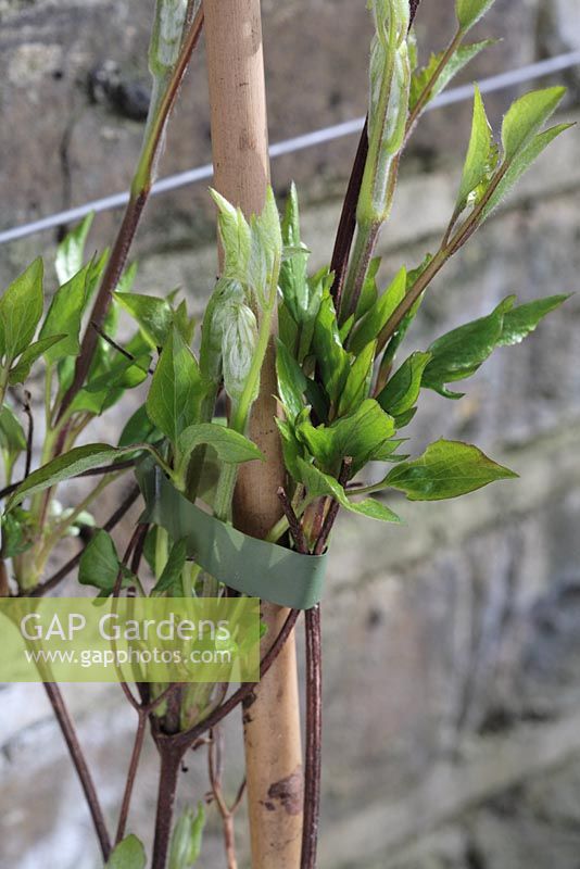 Clematis 'Royalty' - young growth in March with plastic tie and bamboo cane, new shoots grown in pot