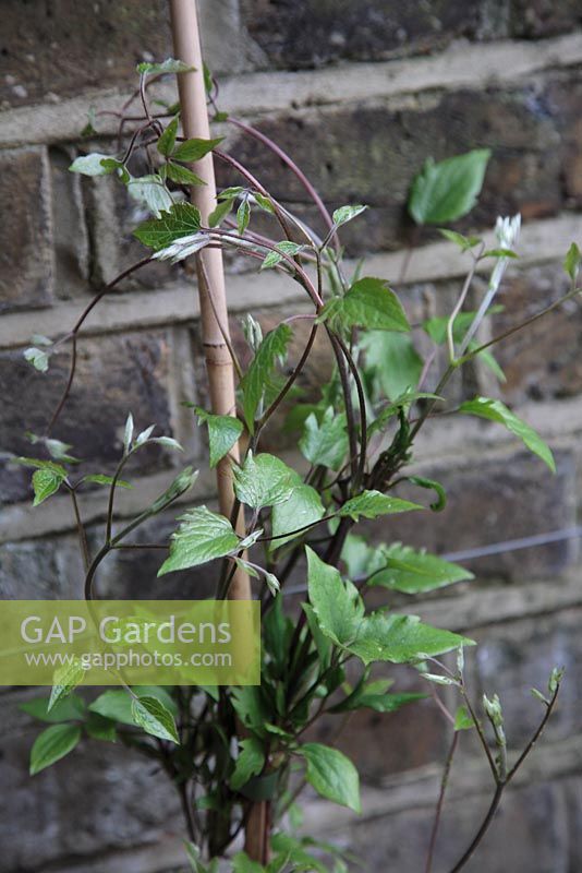 Clematis 'Royalty' - young growth in March, new shoots grown in pot