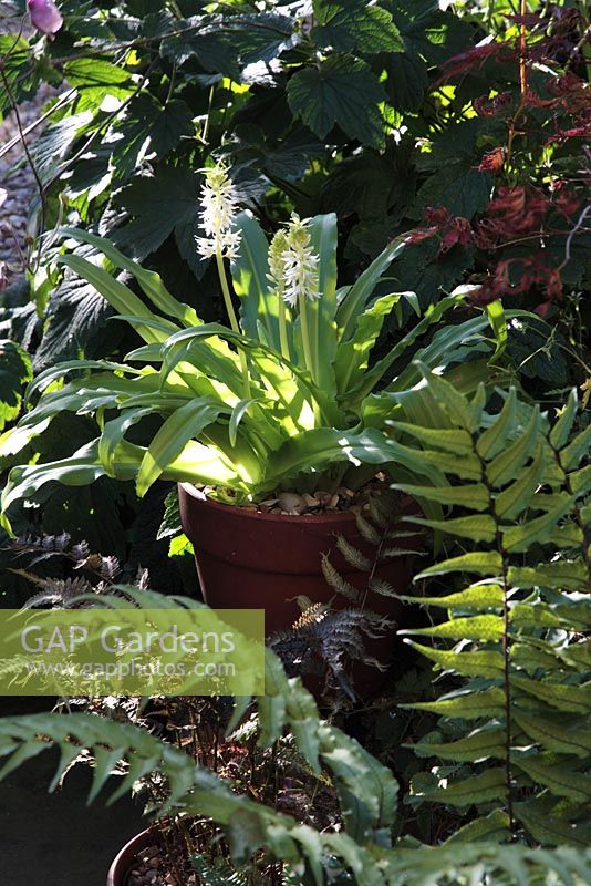 Eucomis 'White Dwarf' - Pineapple Lily growing in terracottaca pot with Cyrtomium falcatum - Holly Fern, July 
