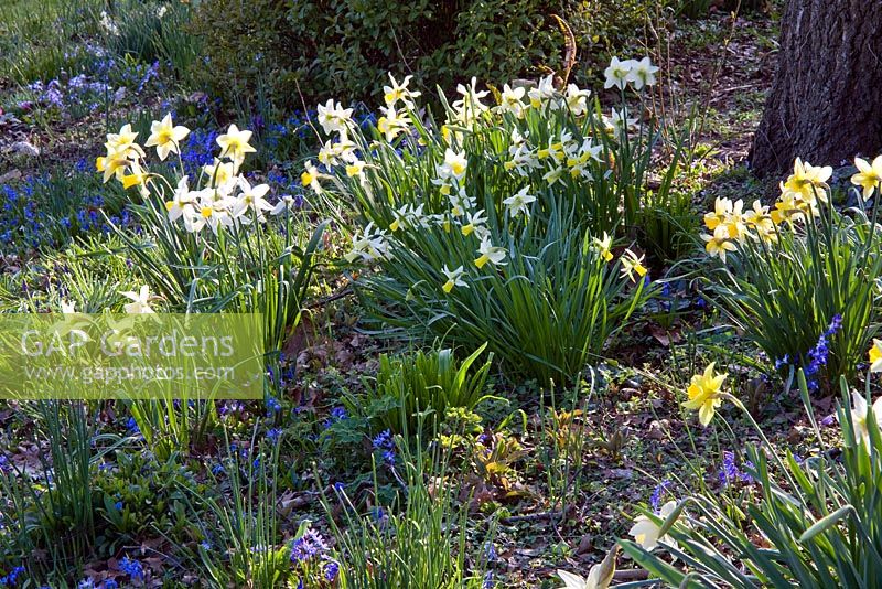 Helleborus, Scilla siberica and Narcissus in a Woodland garden, March