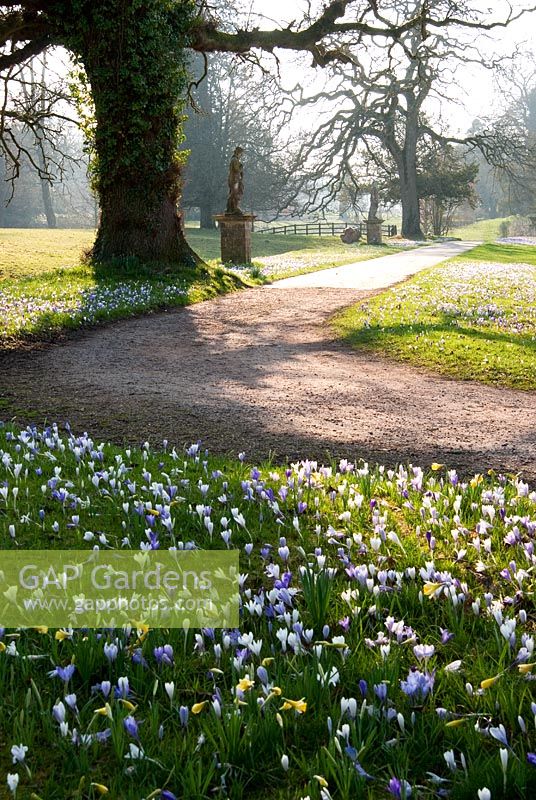 Crocus tommasinianus has naturalized in grass around the gardens, appearing wherever grass was left uncut until early July in the previous year. Dotted through them are the first small Narcissus - Daffodils -  Forde Abbey, Chard, Somerset, UK