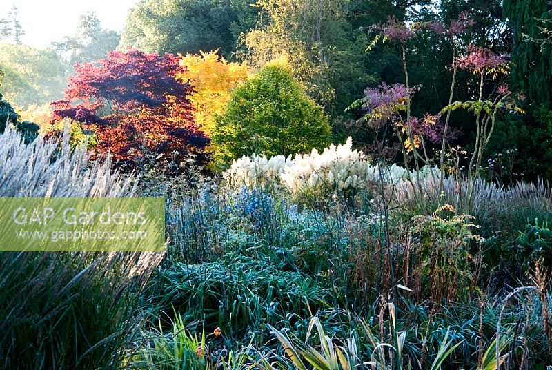 Herbaceous and grasses garden features large clumps of Cortaderia - Pampas grass, Phormiums, grasses such as Miscanthus and herbaceous plants including Dahlias, Asters and Salvia uliginosa - Exbury Gardens, Exbury, Hants, UK
