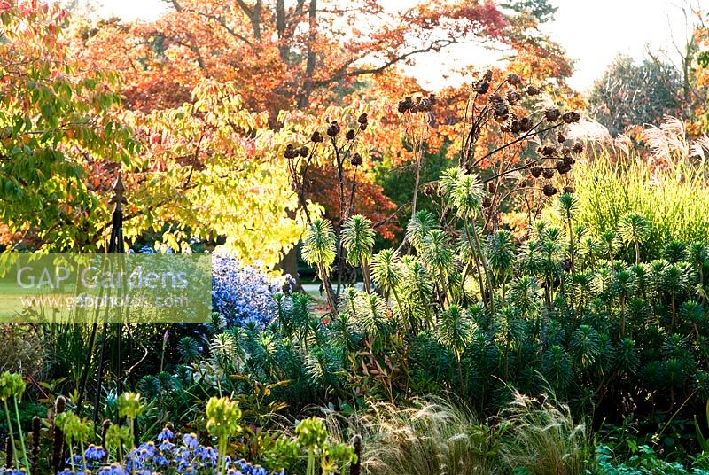 Herbaceous and grasses garden features large clumps of grasses such as Miscanthus and herbaceous plants including Euphorbias, Dahlias, Asters and Salvia uliginosa, with Cherry avenue behind colouring orange - Exbury Gardens, Exbury, Hants, UK