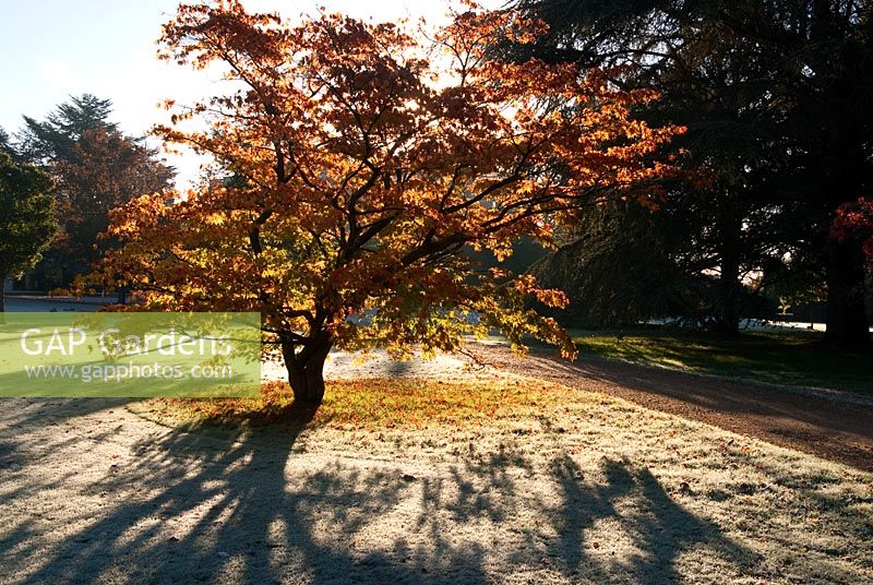 Early morning sun casts long shadows across the frosted grass, with specimen trees including Conifers, Acers and Liquidambar - Exbury Gardens, Exbury, Hants, UK
