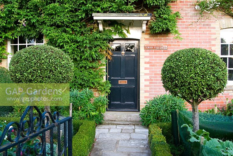 Victorian brick frontage on C18 house, with black door framed by standard Pittosporums and formal beds edged with low Buxus - Box hedging - Isle of Wight, UK
